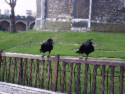 Two ravens at the tower.  One of them started talking to us.