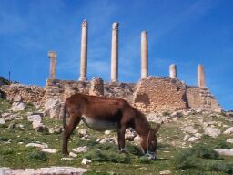 Looking up at the donkey.