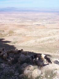 Sheep coming up the path.