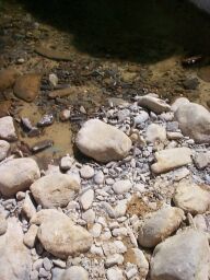 A snake sunning itself beside one of the pools.  I didn't try to pet it.