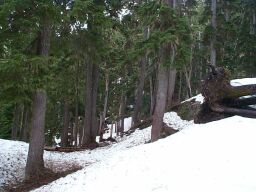 Walking through the trees, about halfway down.