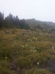 Above the boulder field, it's alpine meadows to the peak.