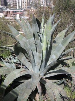 Engraved cactus.